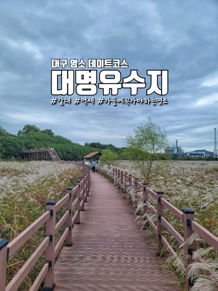  대구 명소 대명유수지 달성습지에서 갈대와 억세 구경