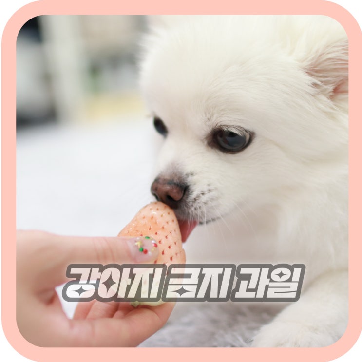  강아지가 먹으면 안되는 과일 부작용과 증상