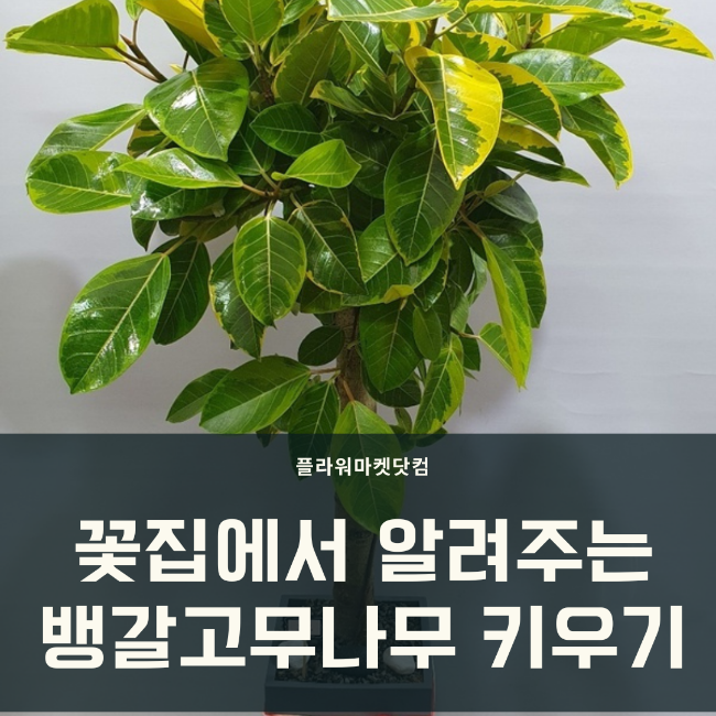 [뱅갈고무나무] 아름다운 실내식물의 매력과 키우는 팁