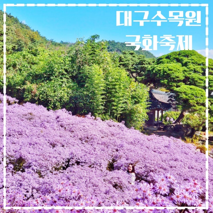  2023 대구수목원 국화축제 정보 하중도 일정 총정리