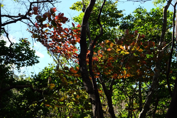  [제주오름] 제주 서쪽 산책하기 좋은 족은바리메오름 가을 오름 추천