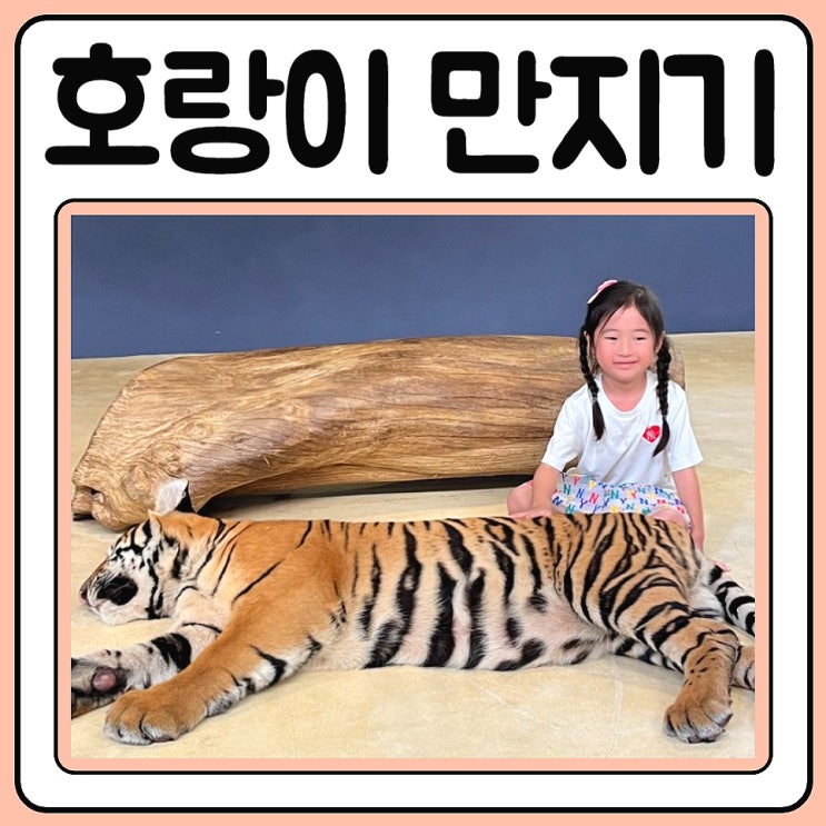  파타야 타이거파크 호랑이 직접 보고 만져봤어요!