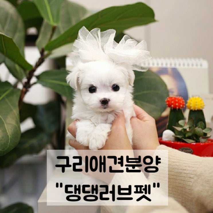  구리애견분양 뜻깊었어