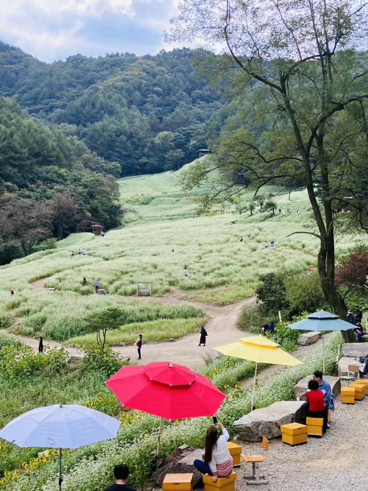  메밀꽃밭