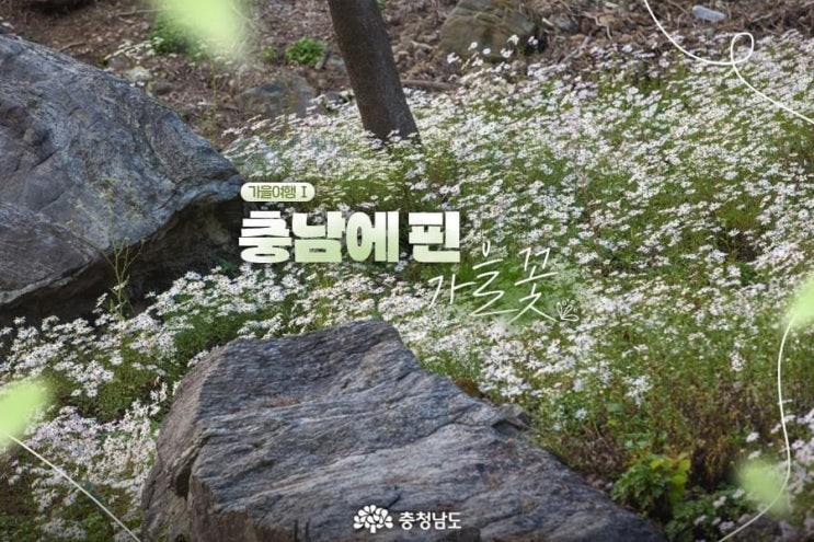 충남 가볼만한곳 가을여행 충남에 핀 가을꽃 | 충남도청페이스북
