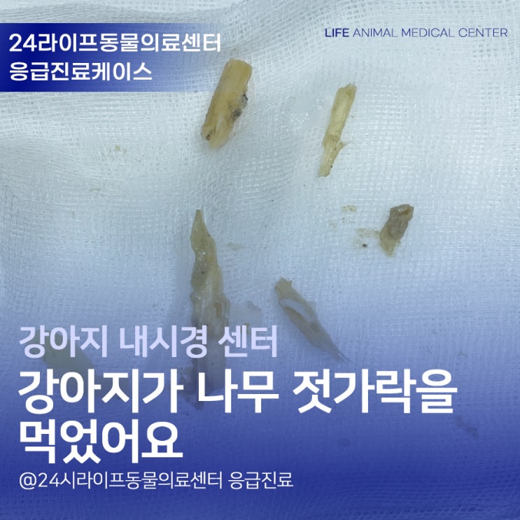 대구강아지내시경 응급진료 : 강아지가 나무젓가락을 먹었어요 대구24시동물병원 대구강아지내시경 응급진료 : 강아지가 나무젓가락을 먹었어요 대구24시동물병원