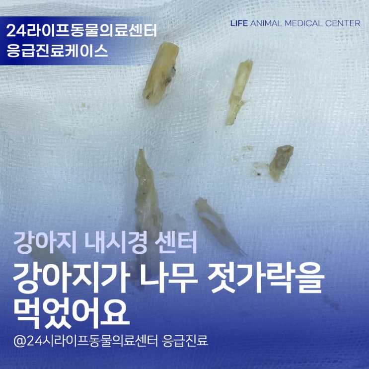 대구강아지내시경 응급진료 : 강아지가 나무젓가락을 먹었어요 대구24시동물병원