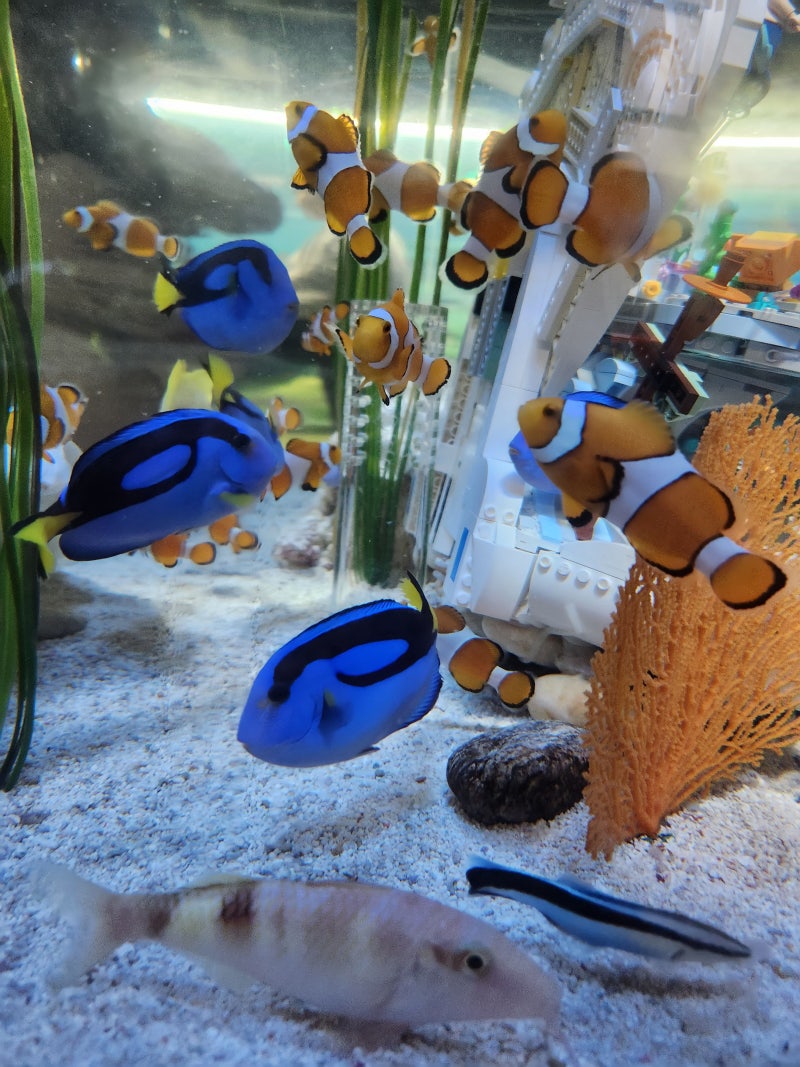 우리나라 바다 물고기 종류 | TikTok, image size:800x1067