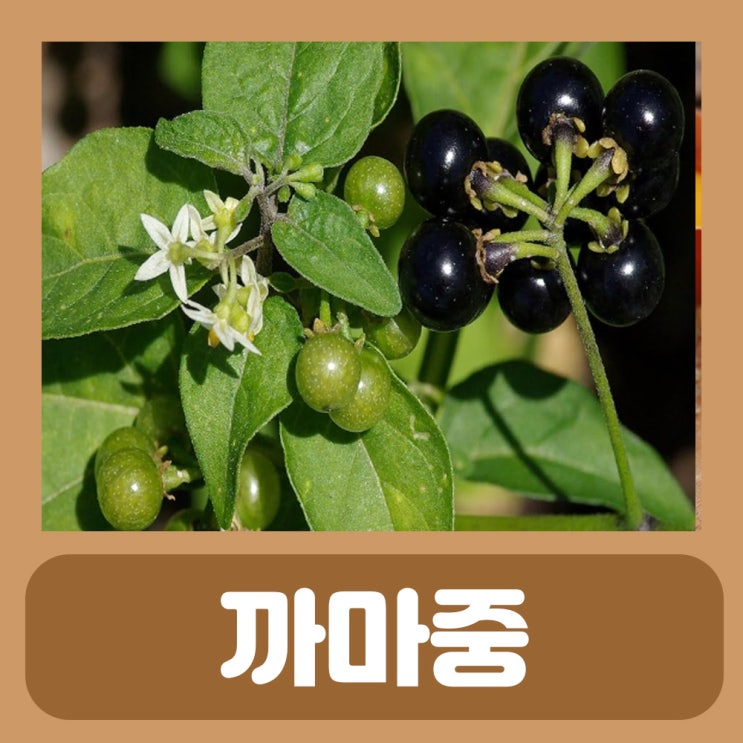 까마중 효능 염증에 좋은 약초