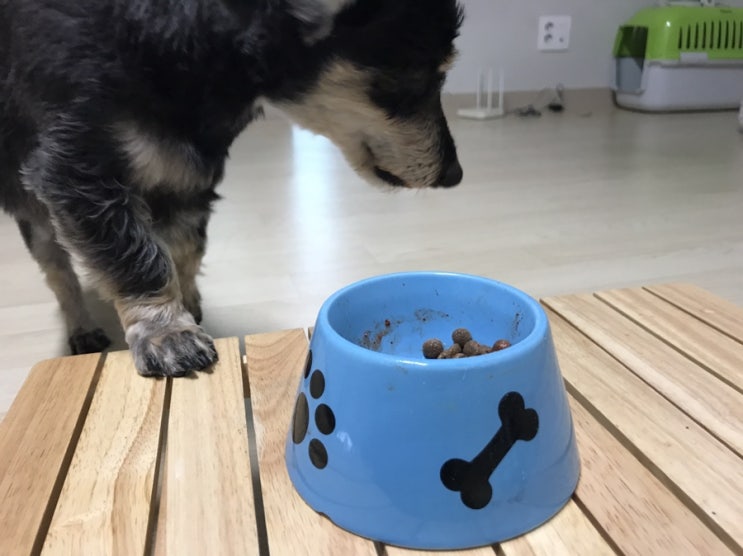  오큐글로 기호성 똥이라는데 ( 내돈내산, 2주 효과본 후기 )