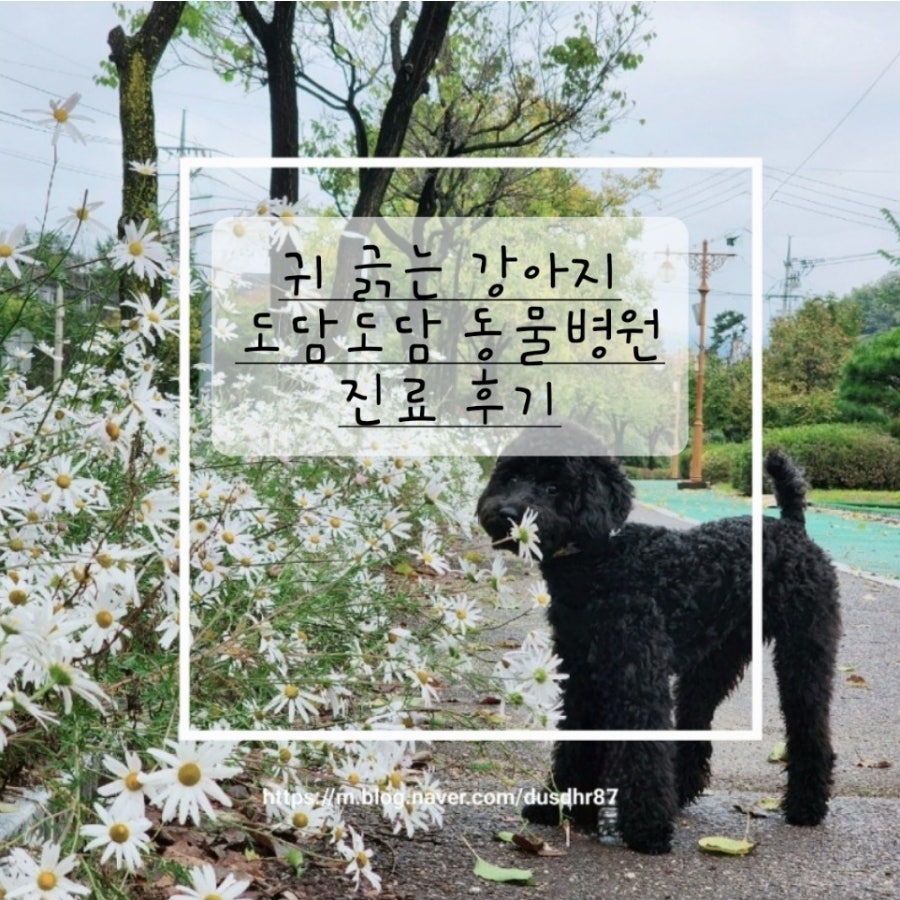 도담도담동물병원 사진 1