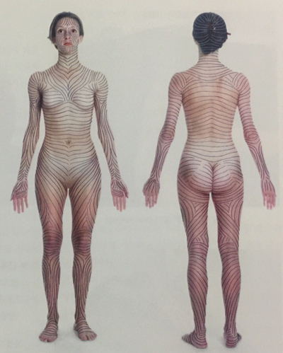  [매뉴얼테크닉(마사지)] 인체의 선