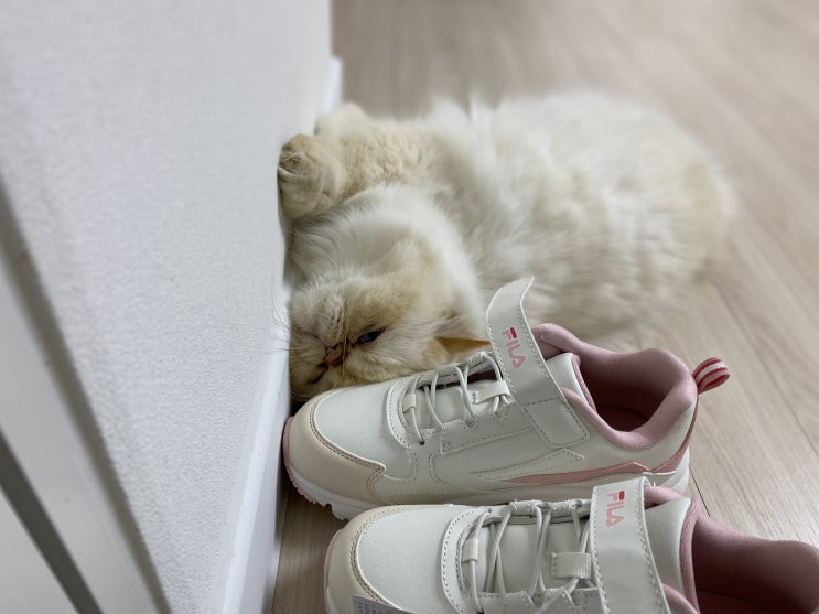  고양이 취향