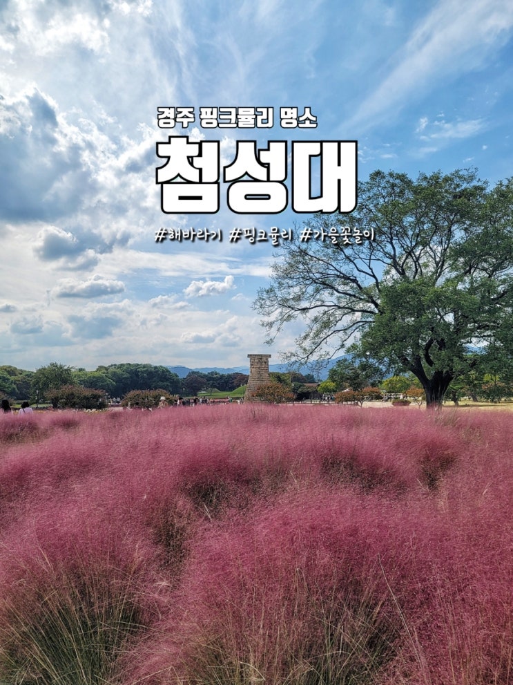  경주 명소 데이트코스 첨성대에서 핑크뮬리 구경