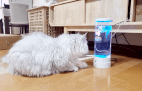  고양이 어항 장난감 캣플릭스 해파리 LED  수족관 물멍하기 딱이야 (내돈내산)