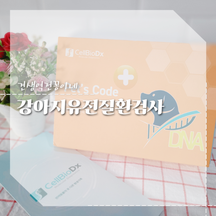  강아지 유전자 검사 요크셔테리어 견종 유전질환 테스트 펫스코드 플러스