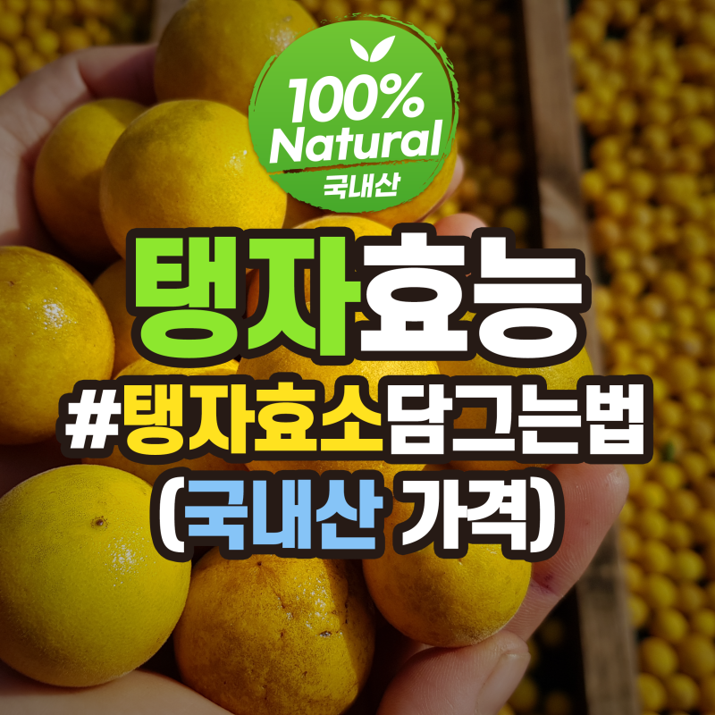 향 좋고 혈관에도 좋은 2023 가을 노란 탱자효능 및 탱자청, 지실효소 만드는법! 자연담기농....