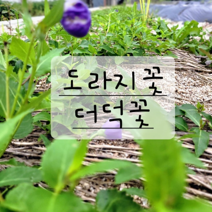  도라지꽃 더덕꽃