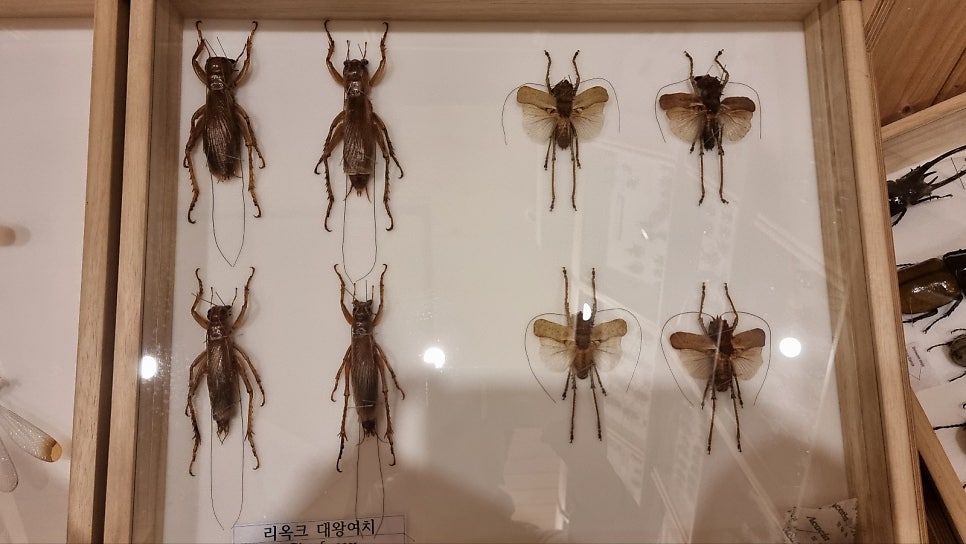 카라비데곤충학교 사진 5