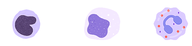 PB Smear 말초 혈액 도말 Blood Cell Morphology 혈구 형태 검사 알아보기 : 네이버 블로그