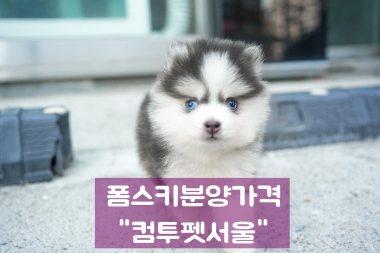  폼스키분양가격 입양 기다림