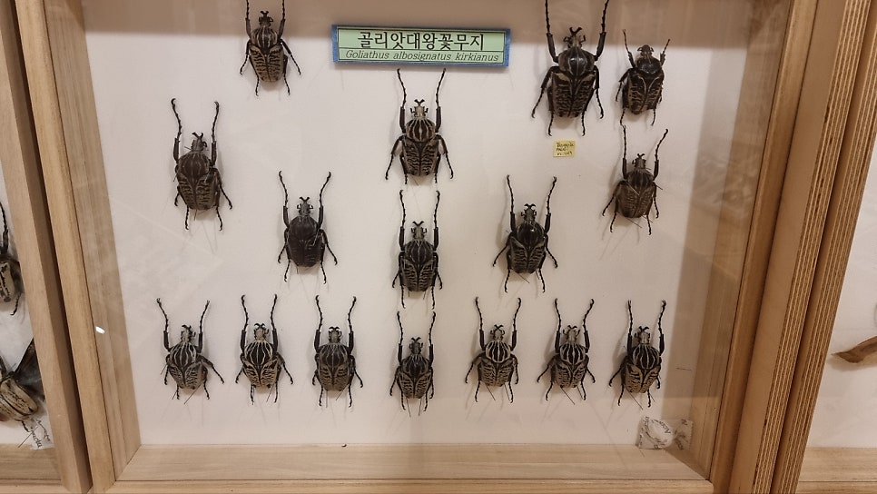 카라비데곤충학교 사진 4