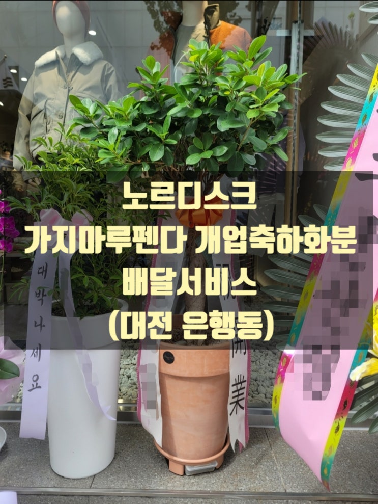  노루디스크 가지마루펜더 개업축하화분 배달했습니다.(대전 은행점)