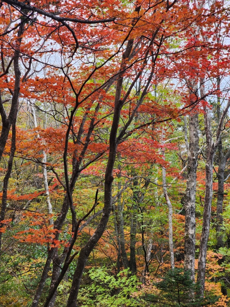  지리산 통신골 따라 천왕봉에 오르다: 아직 절정은 아니지만 단풍이 곱더라!