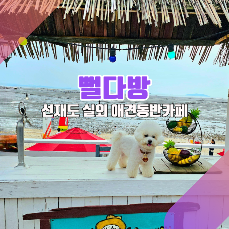  [대부도 애견동반 카페_뻘다방] 대부도가 댕부도인 이유