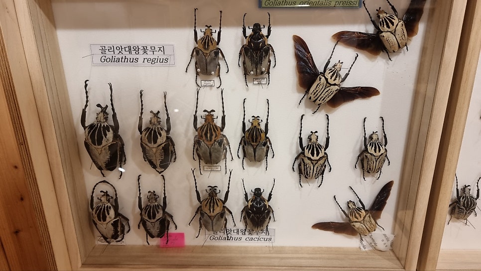 카라비데곤충학교 사진 3