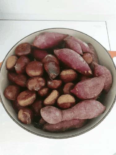  가을산에서 딴 밤 고구마 효능,밤까기,맛있게 삶기 만들기 먹는법 호