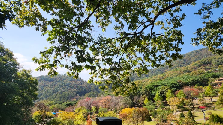  양평 쉬자파크(23년 10월16일 현재 단풍상황)