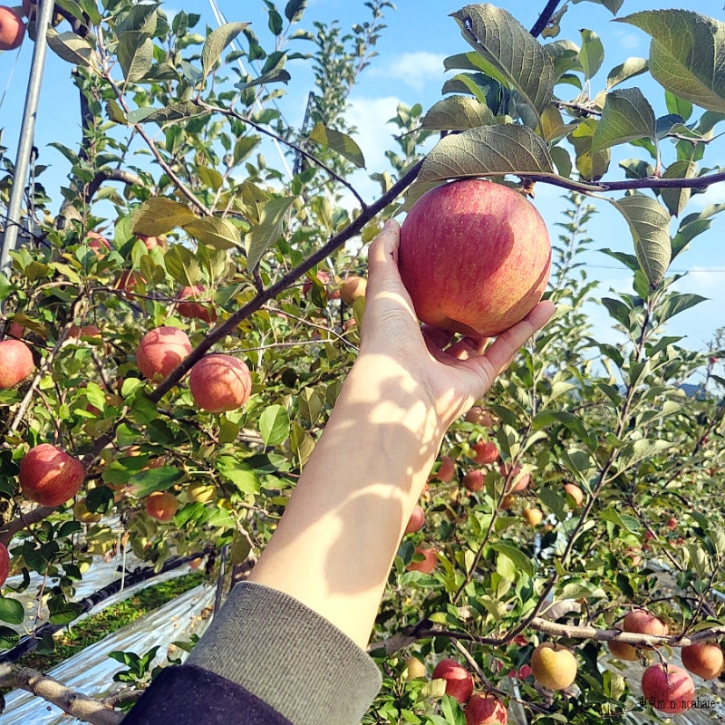 문경새재 문경사과축제 ::: 사과따기 체험 따봄 농장에서 감홍 따봄!
