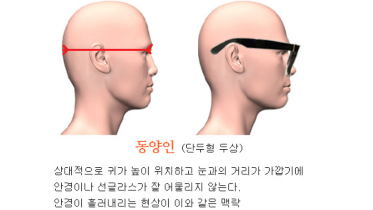  단두형 두상의 특징과 옆모습 및 연예인