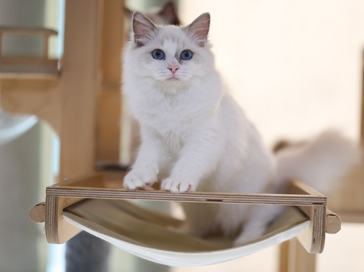  랙돌 고양이 분양 완료, 렉돌 분양가 및 입양 가능한 블루바이 여아 성격