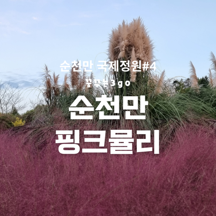 순천만 국가 정원에서 찾은 핑크 뮬리 한국정원
