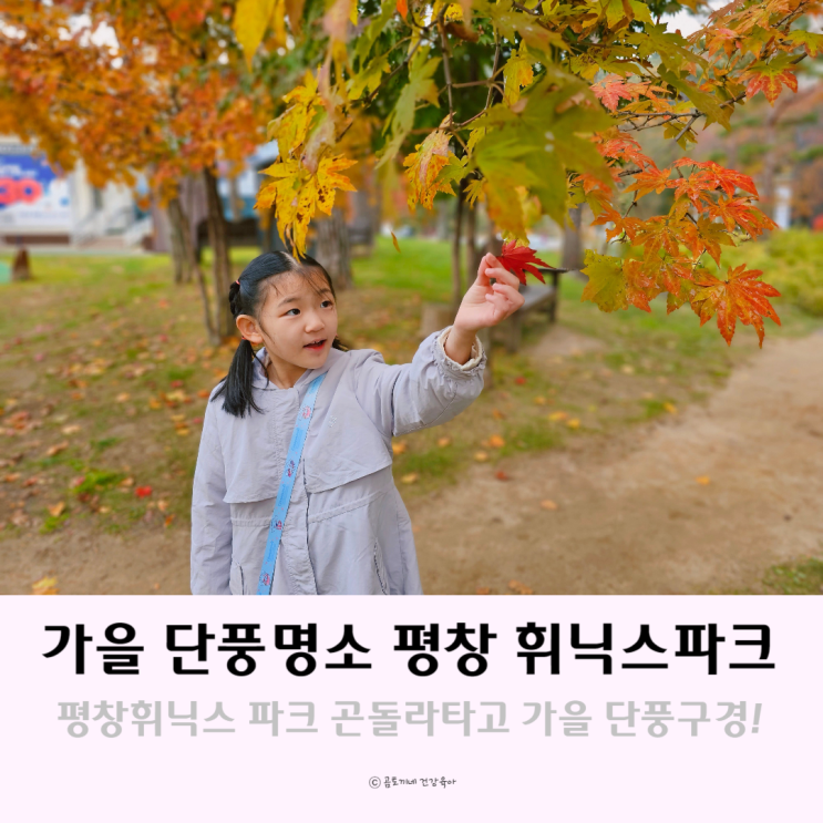 가을 단풍명소 평창 휘닉스파크 곤돌라타고 비온 날 단풍구경