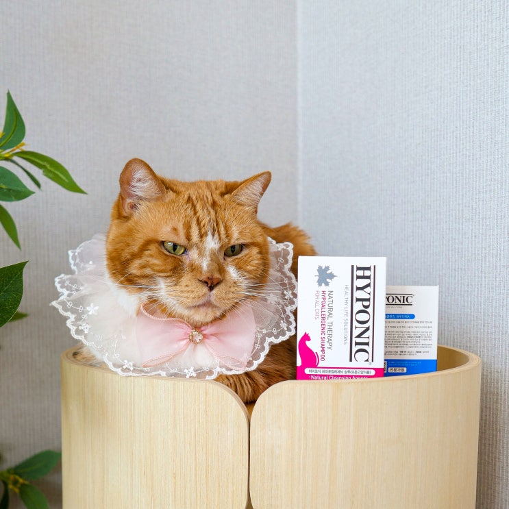  고양이 목욕 주기 및 냥빨 필수품 네이버펫 하이포닉 고양이샴푸