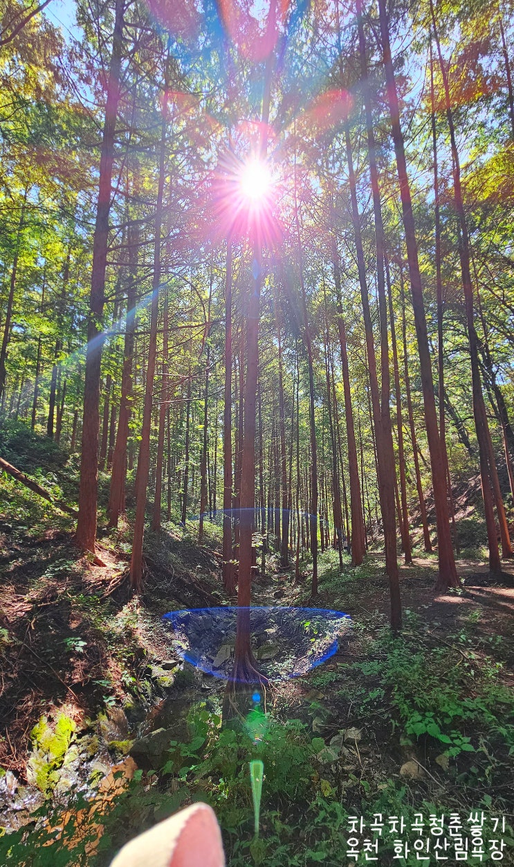  옥천 가볼만한곳 걷기 좋은 화인산림욕장
