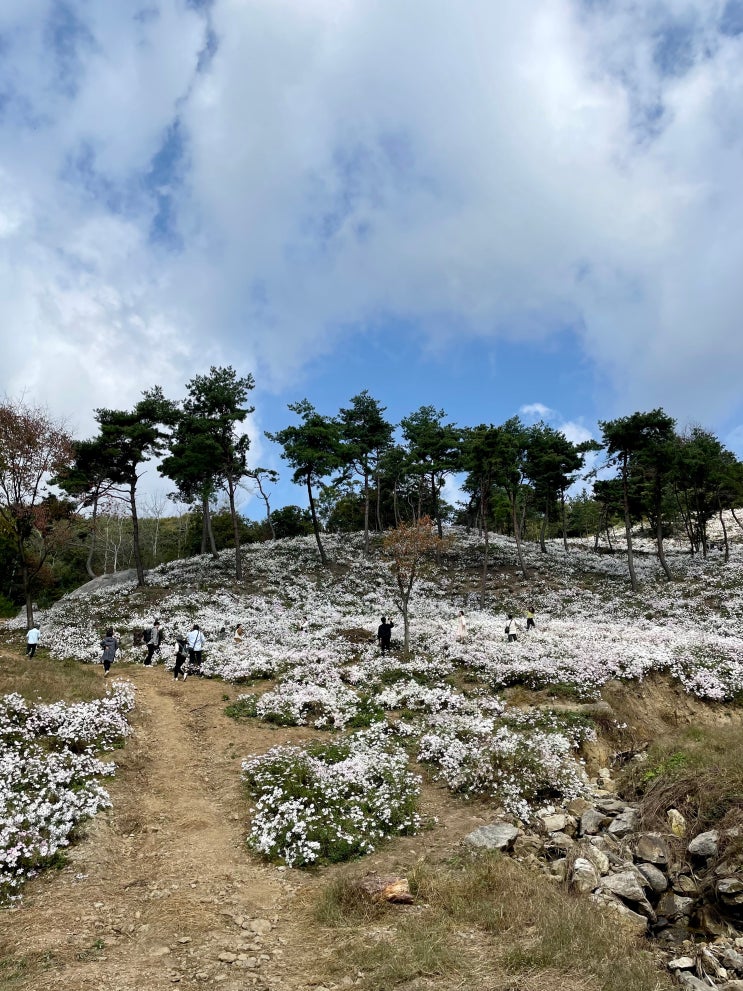 공주 가볼만한곳 눈꽃같이 아름다운 구절초군락지 구절산 구룡사 / 슬쌍디아빠 이동섭