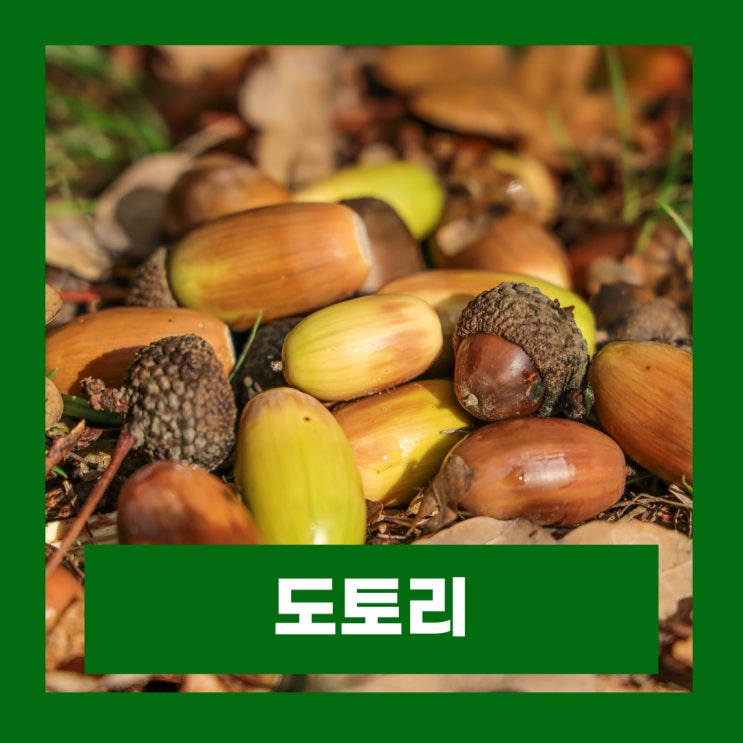  도토리 효능 부작용 칼로리 도토리묵 만들기