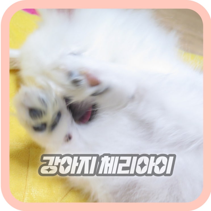  강아지 체리아이 눈돌출 원인 증상 치료방법