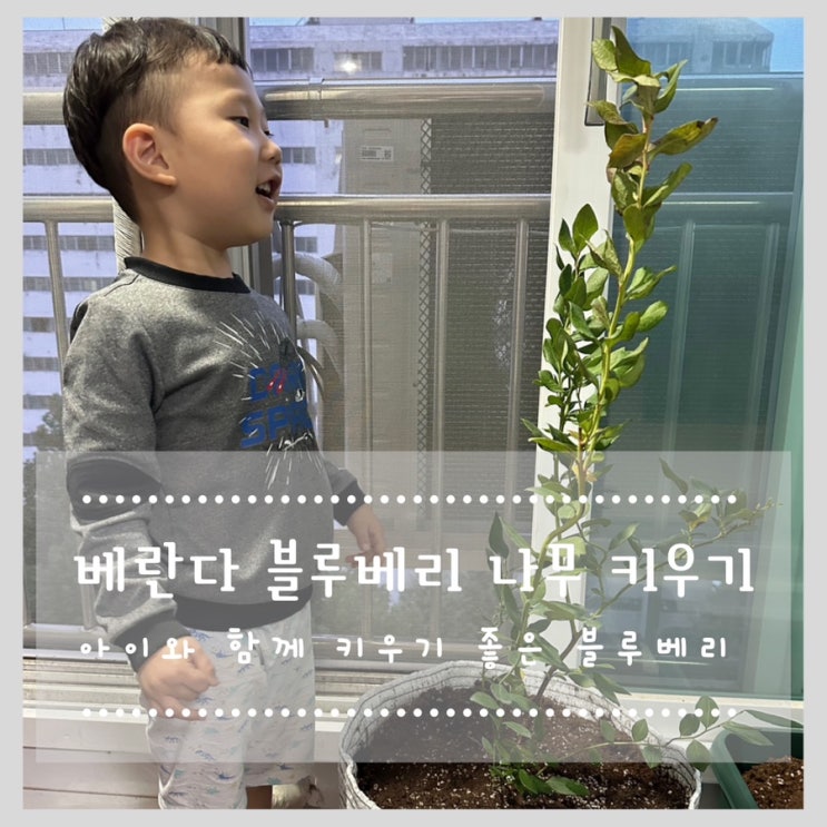  베란다 블루베리 나무 키우기 아이와 함께 키우기 좋은 블루베리