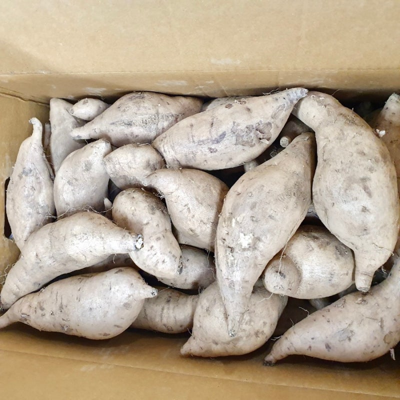 백령도 백색고구마 판매 2023년도 햇고구마