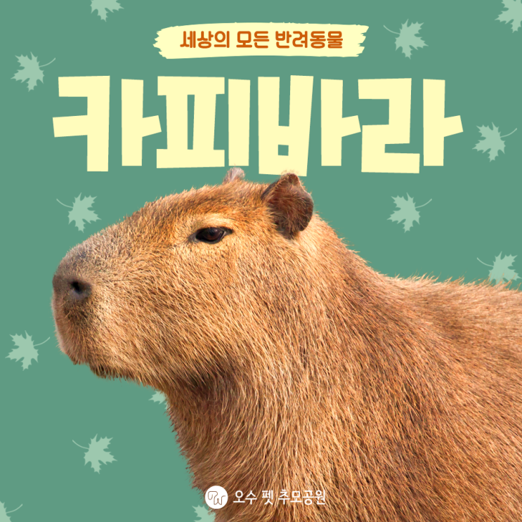  카피바라 집에서 키우기 가능할까? 카피바라 특징 성격 분양 알려드려요