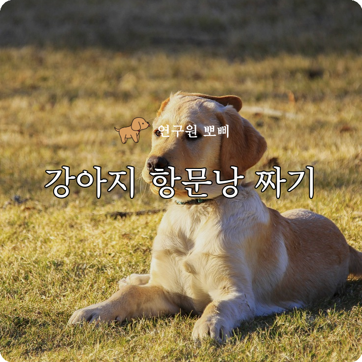  강아지 항문낭 짜기 방법,  똥꼬스키 원인 정확히 가르쳐드려요.