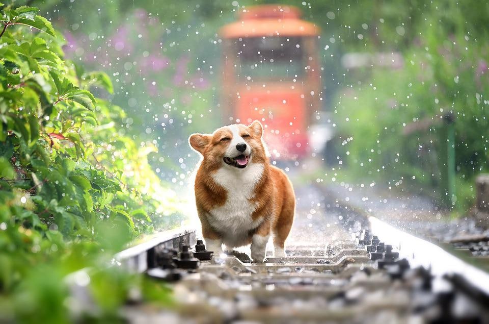 쇠골 사진 4