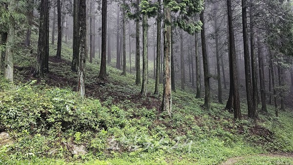  산림청 대한민국 100대 명품숲, 전남숲 10곳 선정