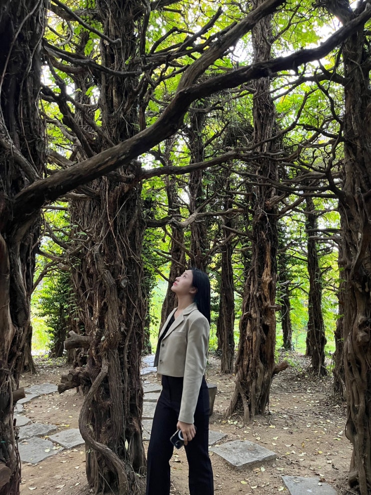  [세종] 주말 드라이브가기 좋은 베어트리파크 후기, 입장료료