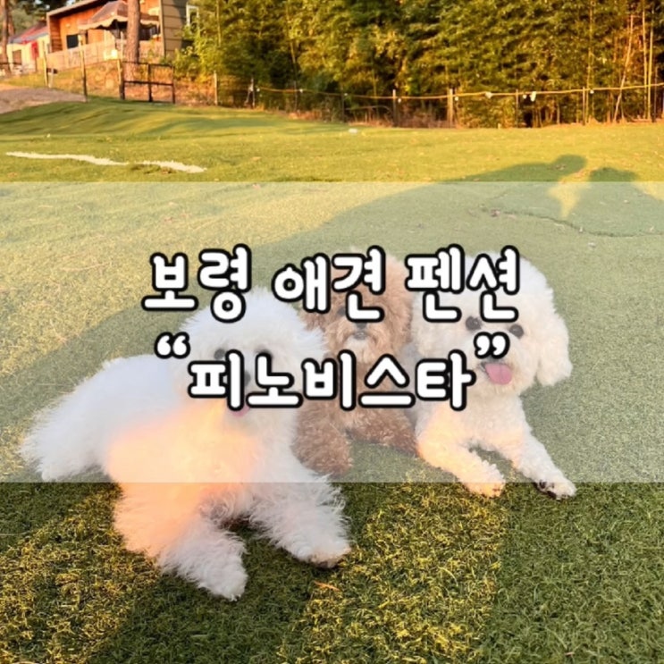  보령 피노비스타 / 피노비스타 애견펜션 / 보령 애견펜션 추천 / 애견펜션 추천 / 피노비스타 추천 / 피노비스타 / 내돈내산